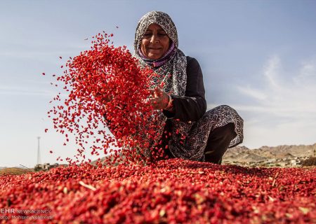 سرمایه‌گذاری ۲۰۰ میلیارد تومانی برای ایجاد شهرک تخصصی زرشک