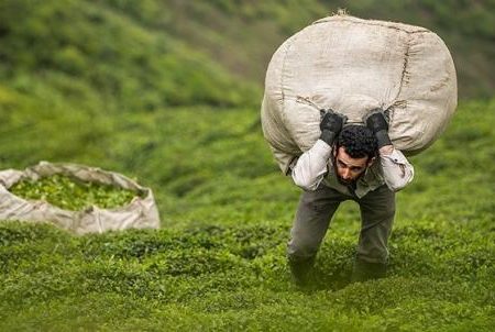 از رانت واردات چای تا مبادله با بدهی نفتی