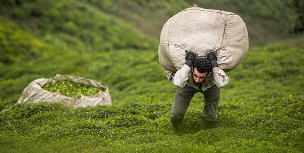 از رانت واردات چای تا مبادله با بدهی نفتی