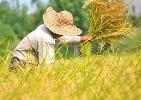 خرید برنج استان‌های شمالی آغاز شد