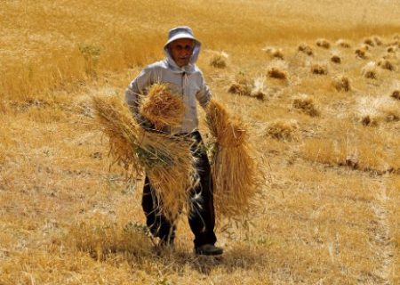 رنج مضاعف بر شانه گندمکاران