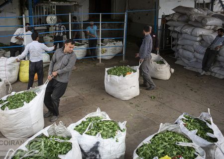 چای به سرنوشت برنج دچار شد؛‌ واردات در قبال خرید تولید داخل