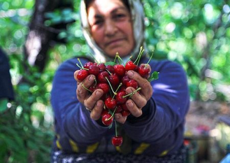 افت تولیدات باغی کشور طی ۱۲ سال