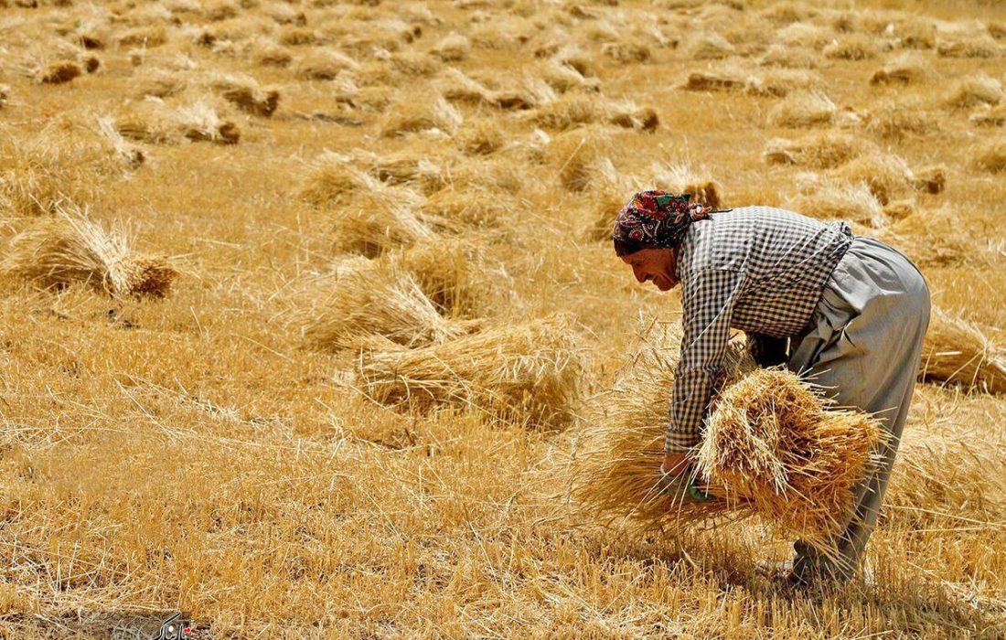 کشاورزان به قیمت جدید خرید گندم اعتراض دارند